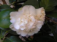 Camelia (Photo F. Mrugala) (1)